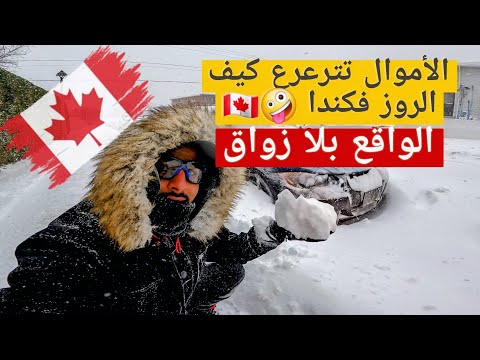 الأموال 💰 كيف الروز فكندا 🇨🇦 و هاذي هي الصراحة اللي ما يبغيش يسمعها بارد لكتاف 🙂‍↔️