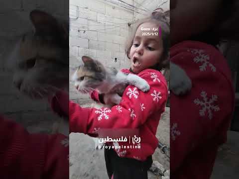 قطة جميلة #shorts #shortvideo #short #shortsvideo