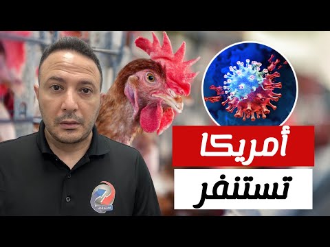 تطعيم الدجاج و خطة بمليار دولار..أمريكا تستنفر لمواجهة أزمة البيض