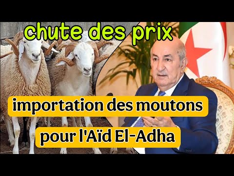 Importation des moutons pour l'Aïd el-Adha – Précisions importantes de Tebboune