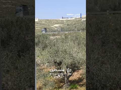 حرب ضد شجرة الزيتون #shortsvideo #shortvideo #shorts #short