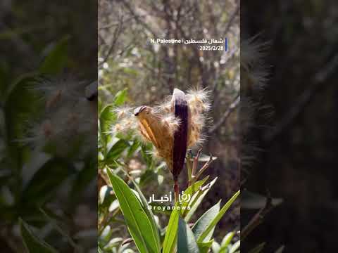 سويسرا فلسطين #shortsvideo #shortvideo #shorts #short