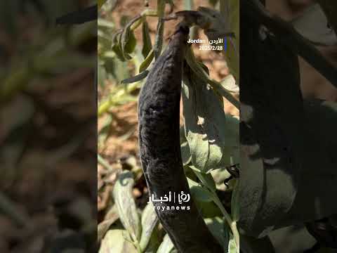 بسبب الصقيع #shortsvideo #shortvideo #shorts #short