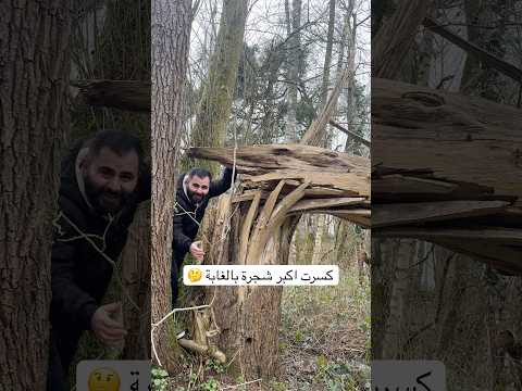 يوميات عراقي في غابات بلجيكا 🇧🇪 كسرنا اكبر شجرة 🤔 #اوروبا