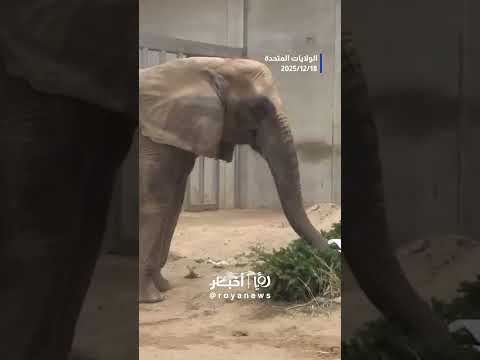 أجواء عيد الميلاد تصل إلى حدائق الحيوانات في الولايات المتحدة #shortvideo #shorts #short