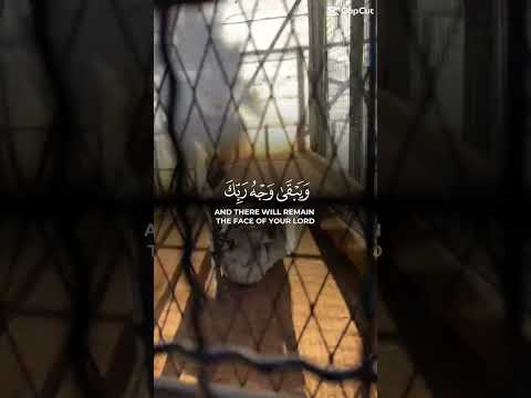 #القرآن_الكريم