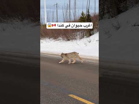 اغرب حيوان في كندا 🇨🇦😱😱