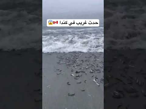 حدث غريب في كندا يحصل كل سنه 🇨🇦😱😱 #اكسبلور